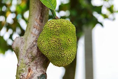 《最后的生还者2：重制版》光追MOD展示 RTX 5090